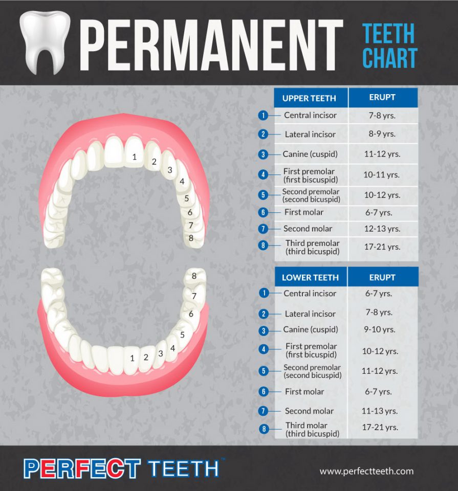 the-differences-between-baby-teeth-and-permanent-teeth-oral-answers